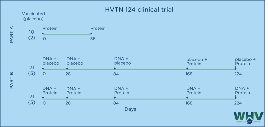   HVTN 124是1期临床试验，测试WHV公司的DNA/蛋白质联合疫苗疫苗的安全性和免疫原性，包括随机安慰剂对照。试验分两部分：A部分中，志愿者接受两次注射的蛋白质疫苗和佐剂验证这一部分的安全性。在完成A部分没有不良事件的情况下，B部分将对DNA和蛋白质依次免疫和同步免疫进行比较。在这两部分试验中，GLA-SE佐剂都会被包括在蛋白质疫苗内一起使用。 